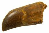 Serrated, Baby Carcharodontosaurus Tooth - Partial Root! #329852-1